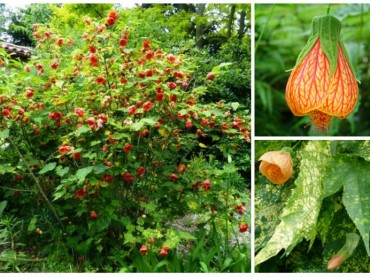 Abutilon striatus