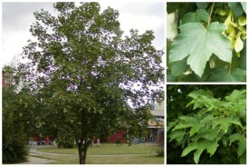 Acer pseudoplatanus