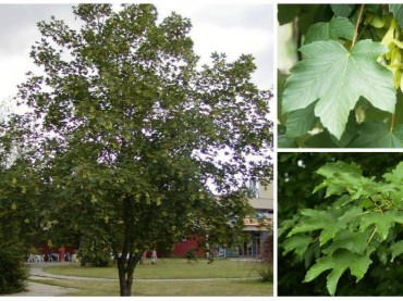 Acer pseudoplatanus