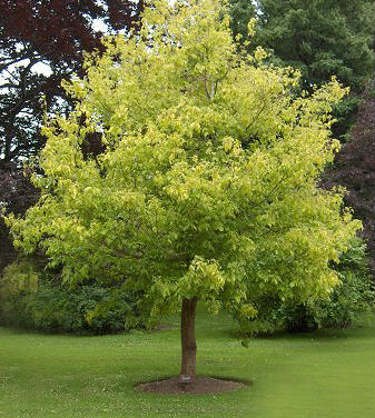Acer negundo