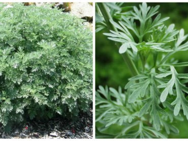 Artemisia absithium