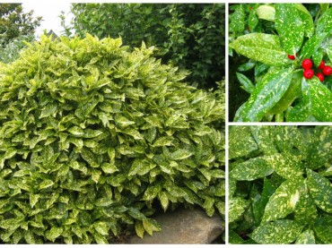 Aucuba japonica