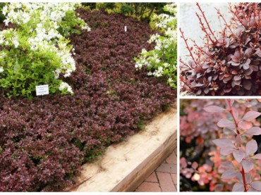 Berberis thunbergii atropurpurea nana