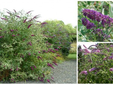 Buddleja davidii