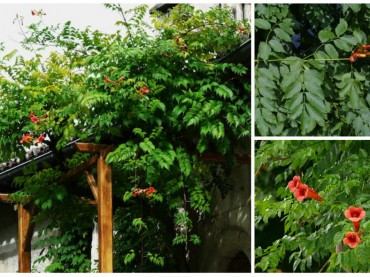 Campsis radicans