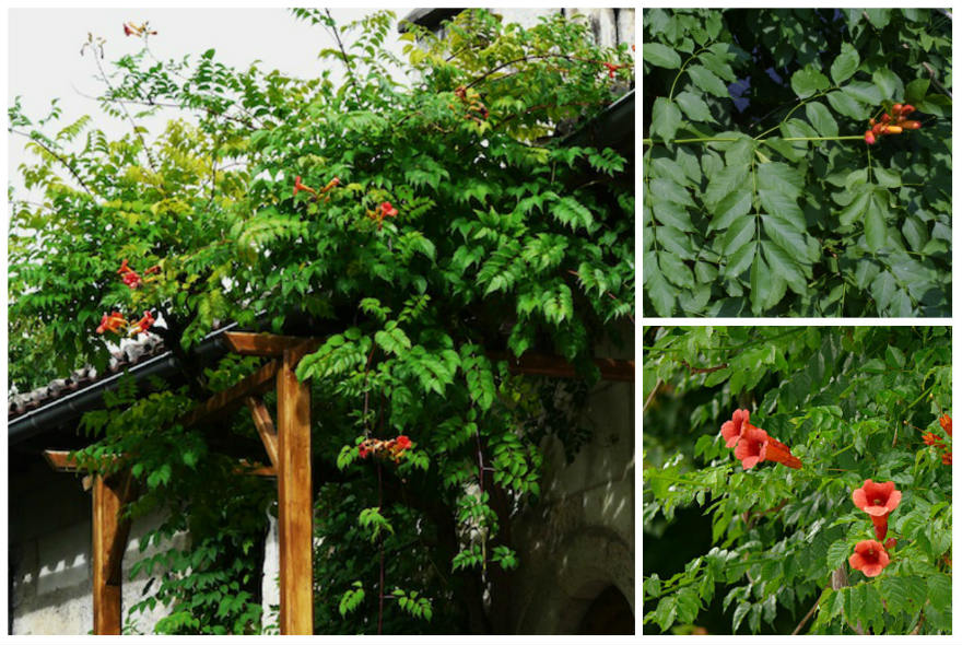 Campsis radicans