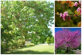 Cercis siliquastrum