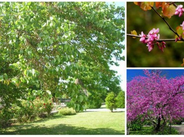Cercis siliquastrum