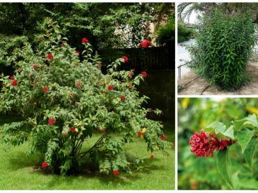 Cestrum elegans