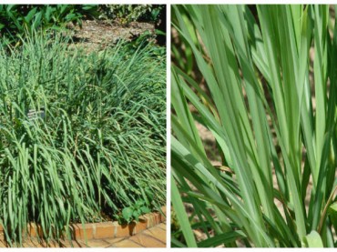 Cymbopogon citratus