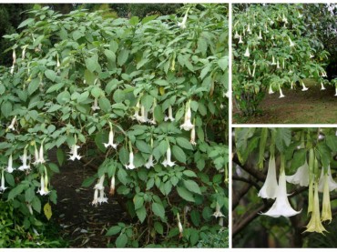 Datura arborea