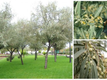 Eleagunus angustifolia