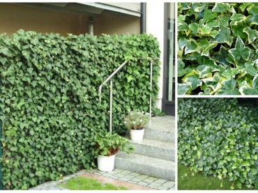 Hedera helix
