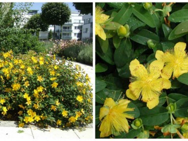 Hypericum calycinum