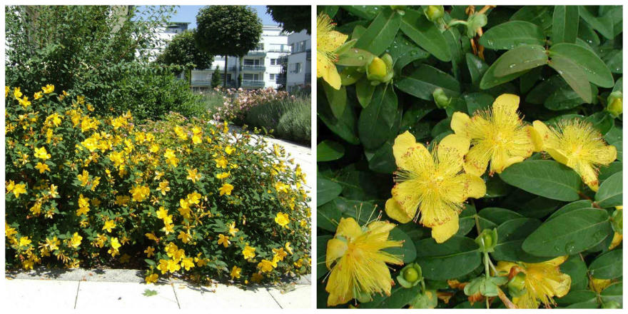 Hypericum calycinum