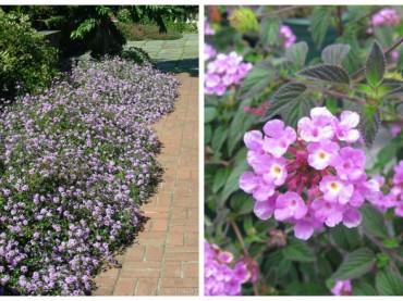 Lantana montevidensis