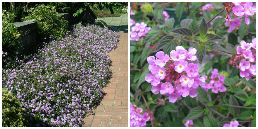 Lantana montevidensis