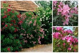 Nerium oleander