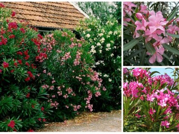 Nerium oleander