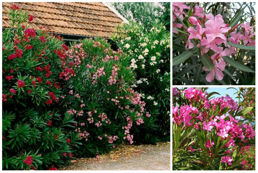 Nerium oleander