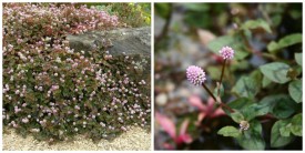 Polygonum capitatum