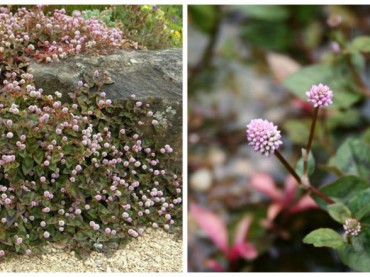 Polygonum capitatum