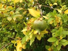 Punica granatum