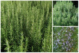Rosmarinus officinalis