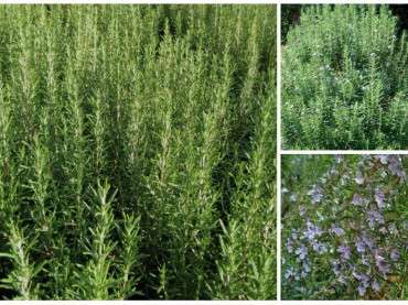 Rosmarinus officinalis