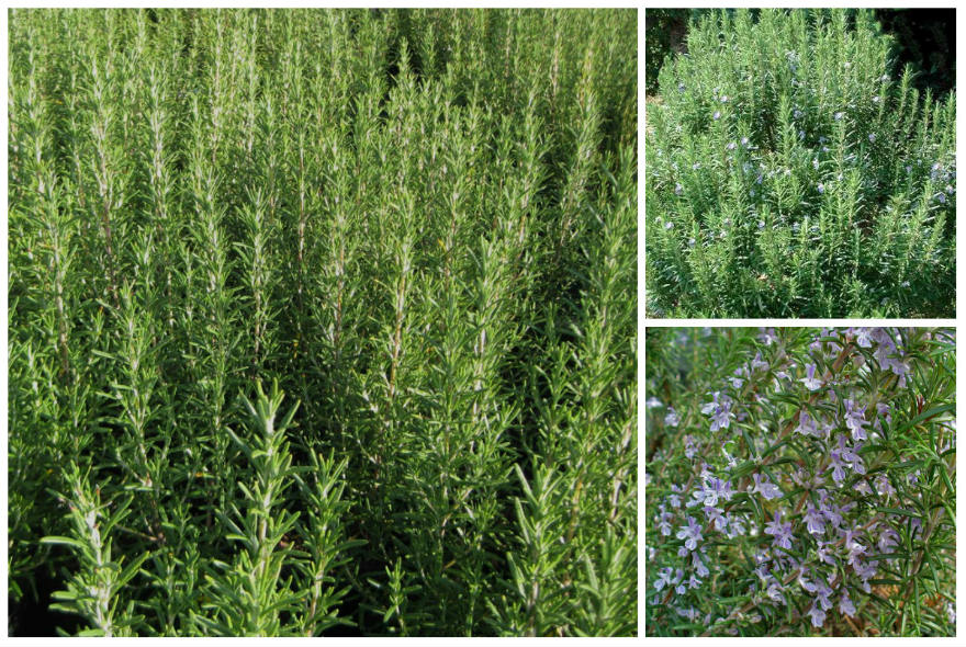 Rosmarinus officinalis