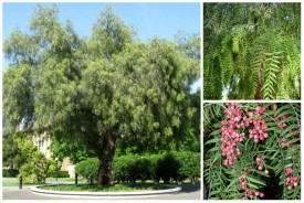 Schinus molle