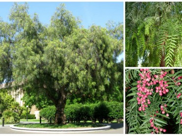 Schinus molle