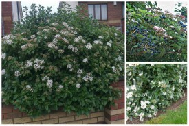 Viburnum tinus