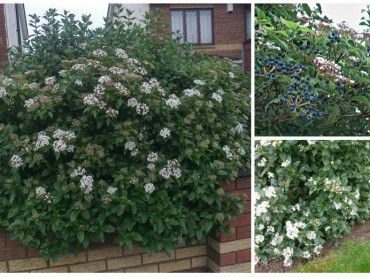 Viburnum tinus