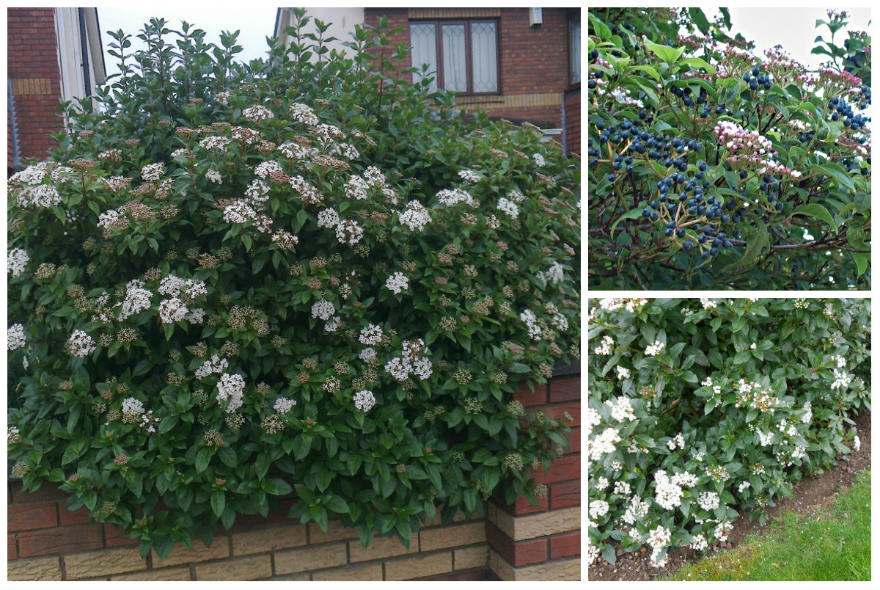 Viburnum tinus