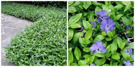 Vinca minor
