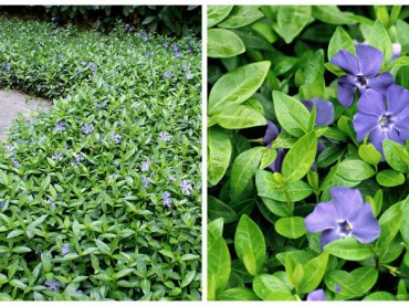 Vinca minor