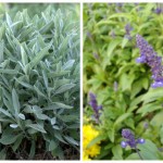 Salvia officinalis